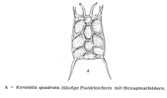 Keratella quadrata
