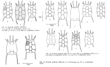 Keratella quadrata