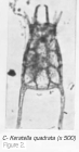 Keratella quadrata