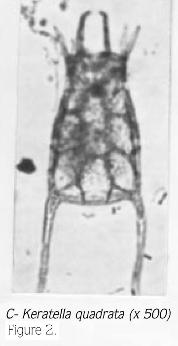 Keratella quadrata Keratella quadrata