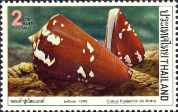 Conus thailandis Conus thailandis