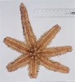 Echinodermata (echinoderms)