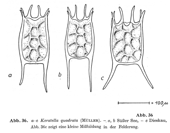 Keratella quadrata Keratella quadrata