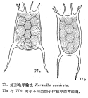 Keratella quadrata