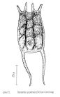 Keratella quadrata