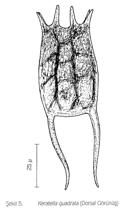 Keratella quadrata Keratella quadrata