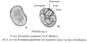 Keratella quadrata