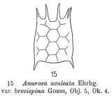 Keratella quadrata