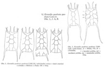 Keratella quadrata