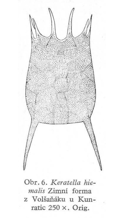 Keratella quadrata Keratella quadrata