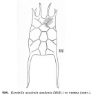 Keratella quadrata