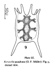 Keratella quadrata