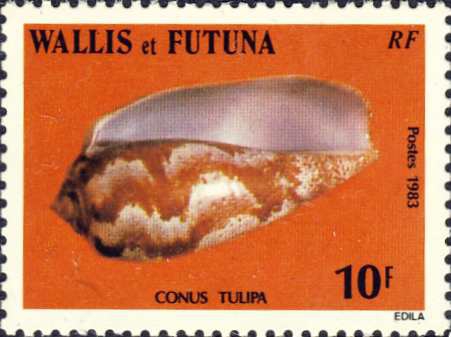 Conus tulipa Conus tulipa
