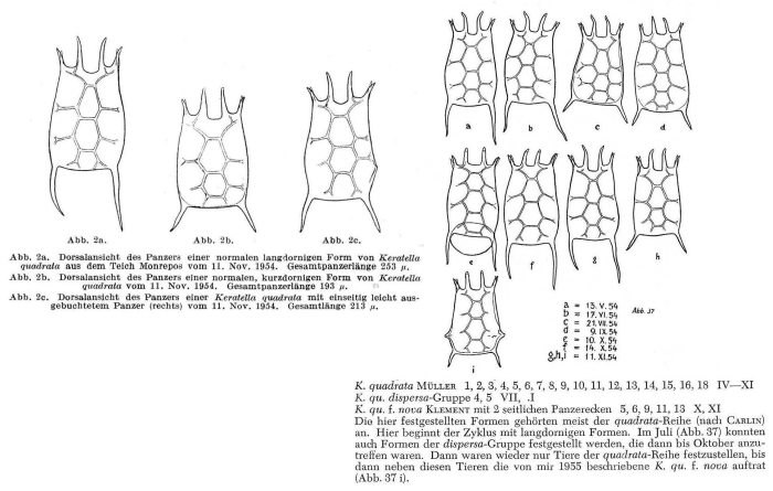 Keratella quadrata Keratella quadrata