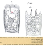 Keratella quadrata