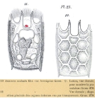 Keratella quadrata