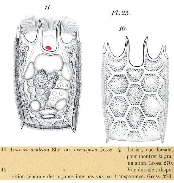 Keratella quadrata Keratella quadrata