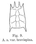 Keratella quadrata