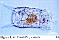 Keratella quadrata