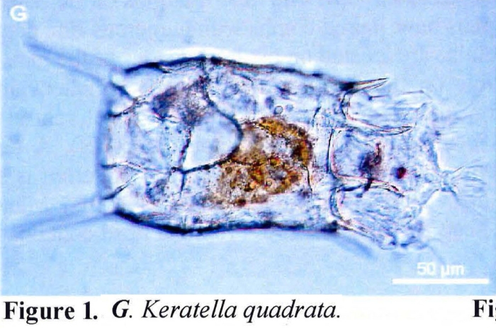 Keratella quadrata