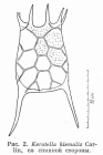Keratella quadrata