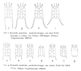 Keratella quadrata