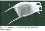 Keratella quadrata