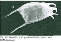 Keratella quadrata