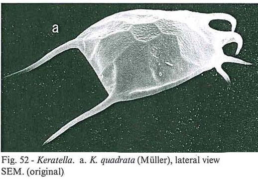 Keratella quadrata Keratella quadrata