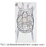 Keratella quadrata