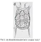 Keratella quadrata