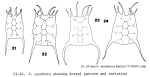 Keratella quadrata
