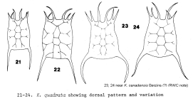 Keratella quadrata