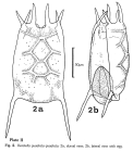 Keratella quadrata