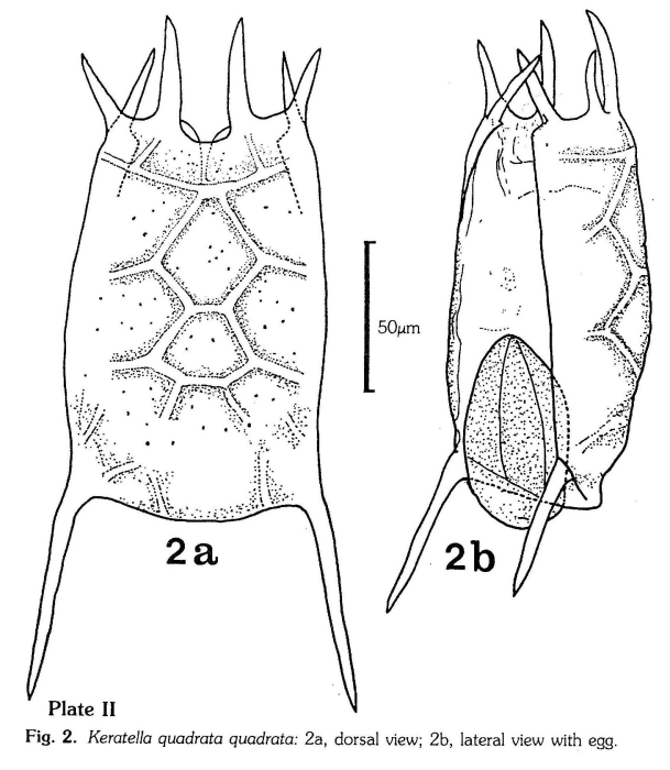 Keratella quadrata Keratella quadrata