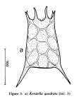 Keratella quadrata
