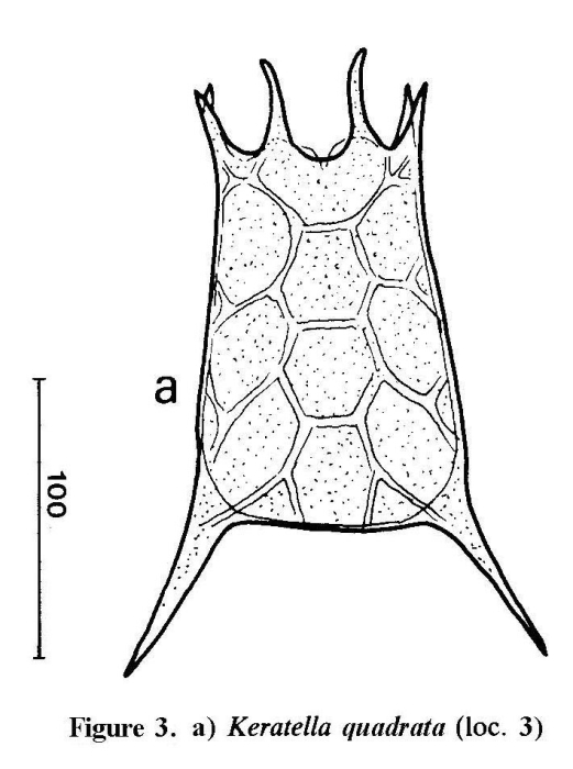 Keratella quadrata Keratella quadrata