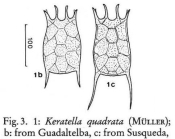 Keratella quadrata