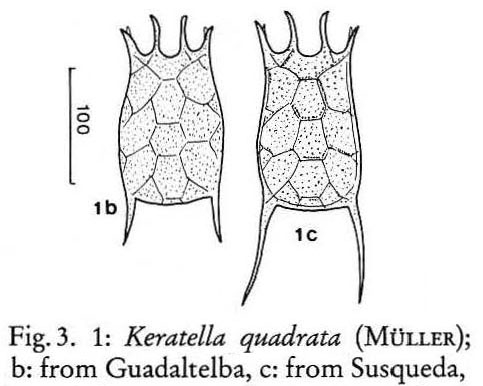 Keratella quadrata Keratella quadrata