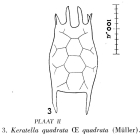 Keratella quadrata