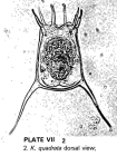 Keratella quadrata