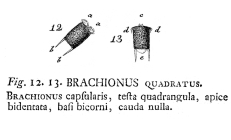 Keratella quadrata - Original description image