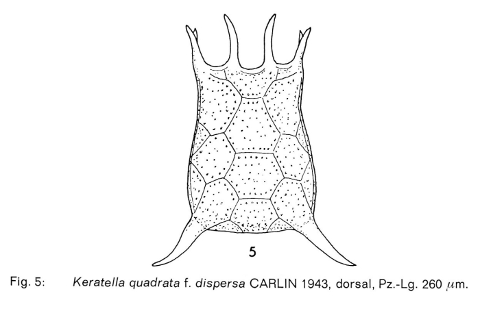 Keratella quadrata dispersa Keratella quadrata dispersa