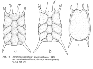 Keratella quadrata dispersa