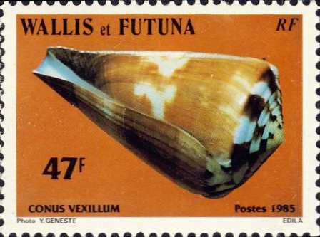 Conus vexillum