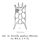 Keratella quadrata dispersa