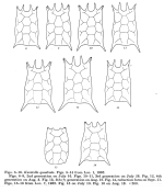 Keratella quadrata dispersa