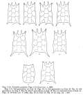 Keratella quadrata dispersa