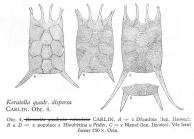 Keratella quadrata dispersa