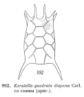 Keratella quadrata dispersa